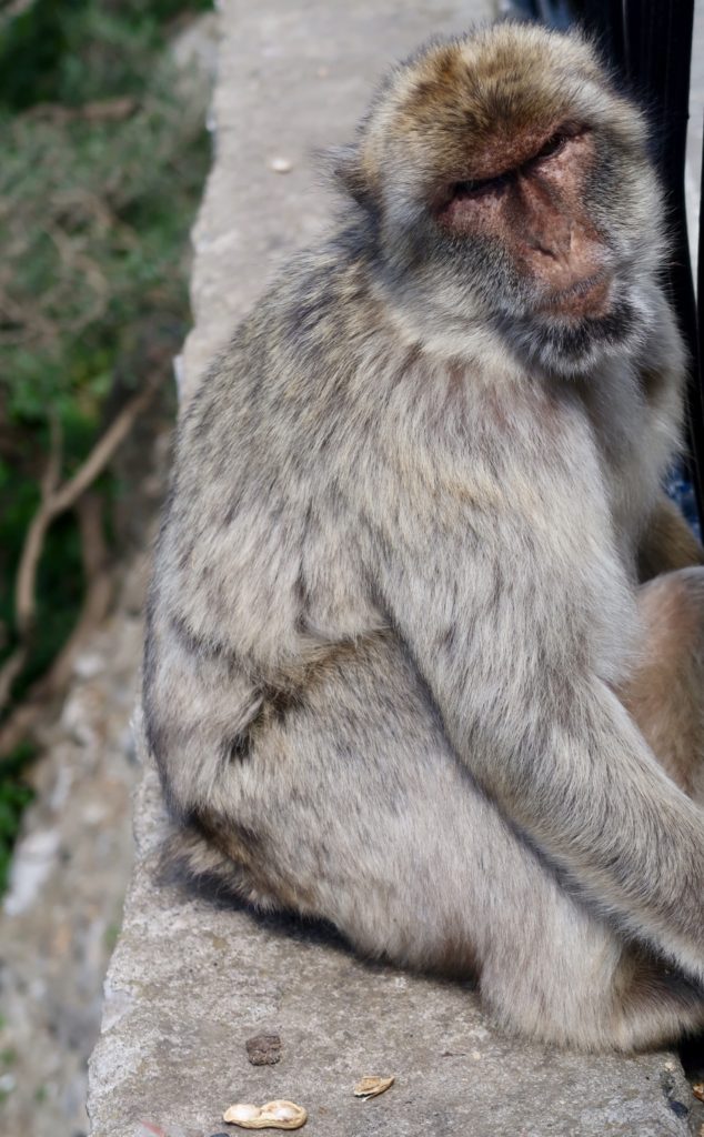 monkeys in Gibraltar stealing