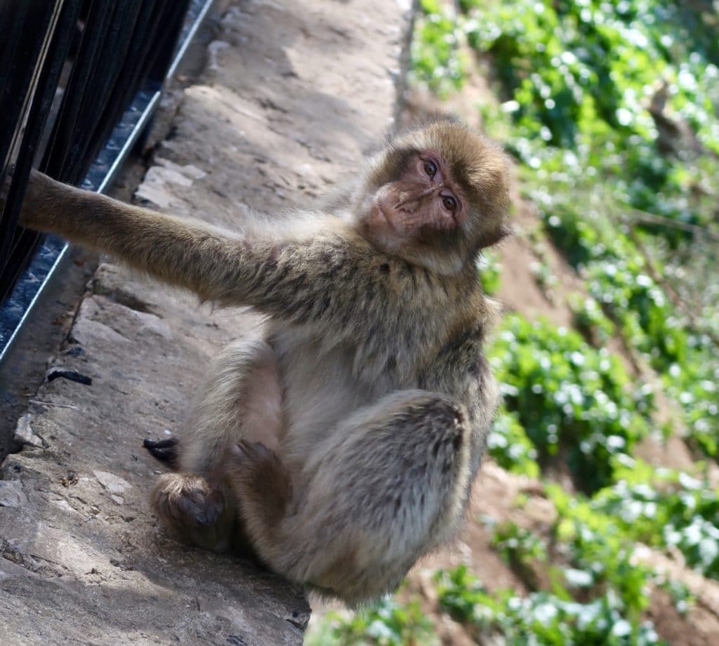 one day in Gibraltar