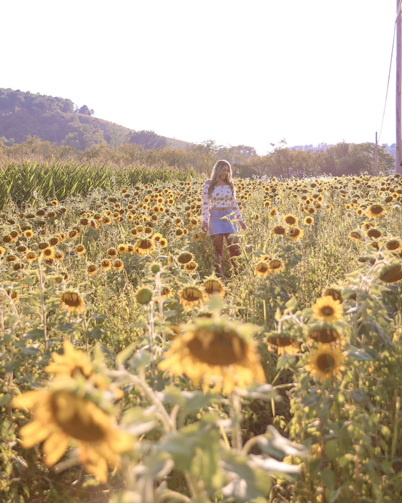 sunflower field