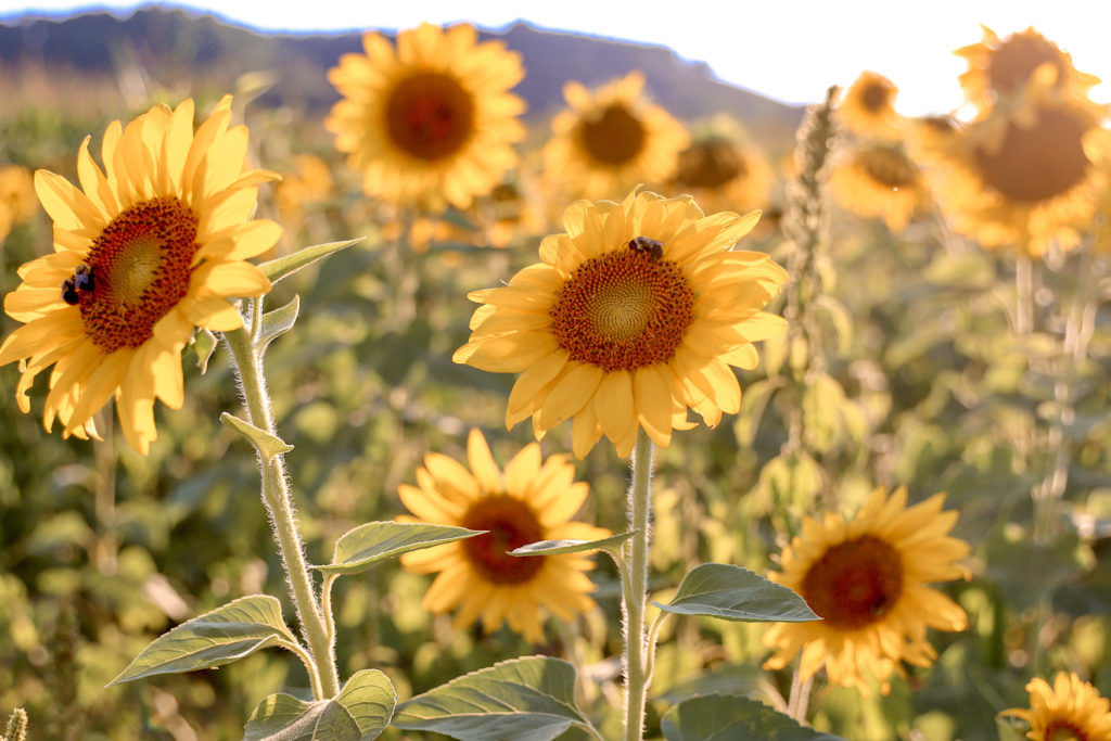 sunflower field