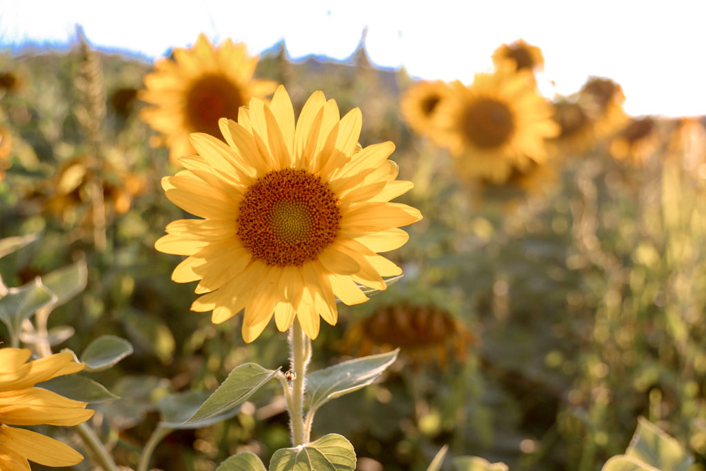 Best Tips For Visiting A Sunflower Field Sightseeing Senorita