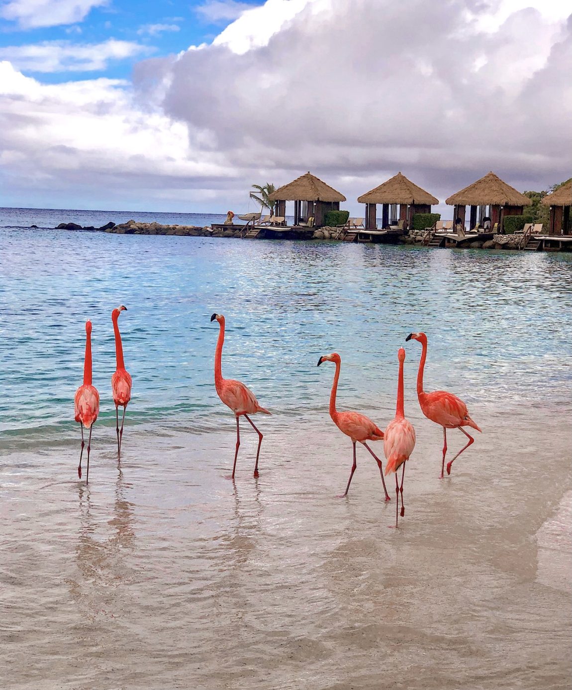flamingo beach