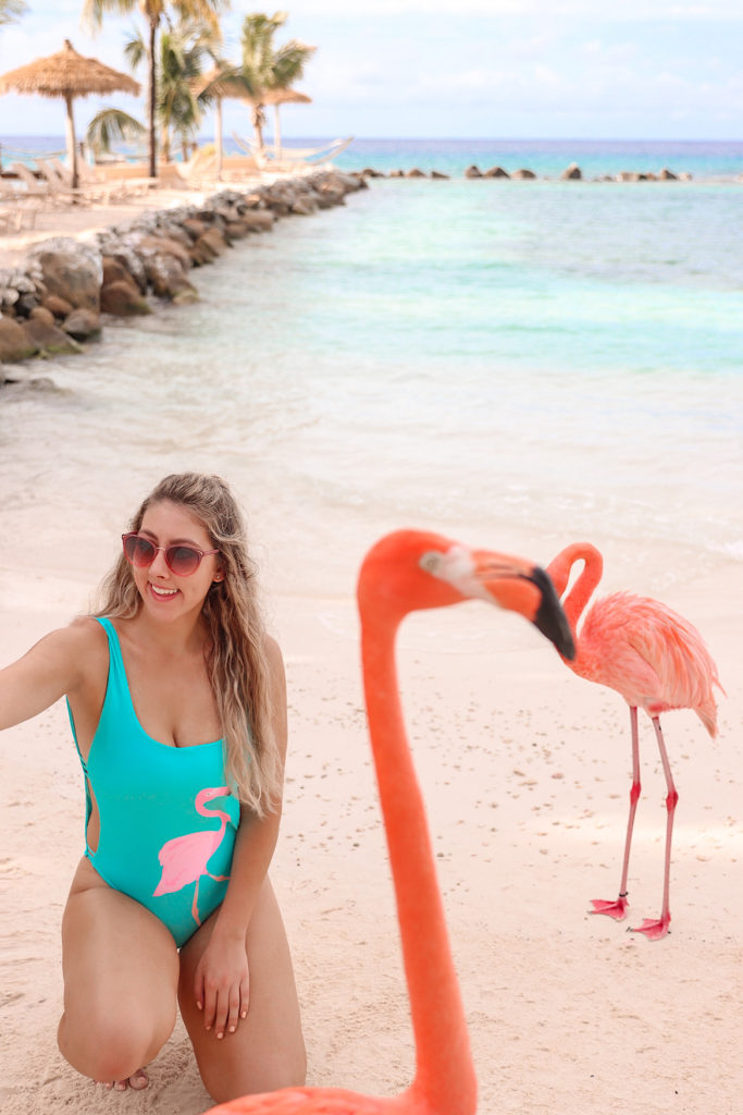 visit flamingo beach aruba