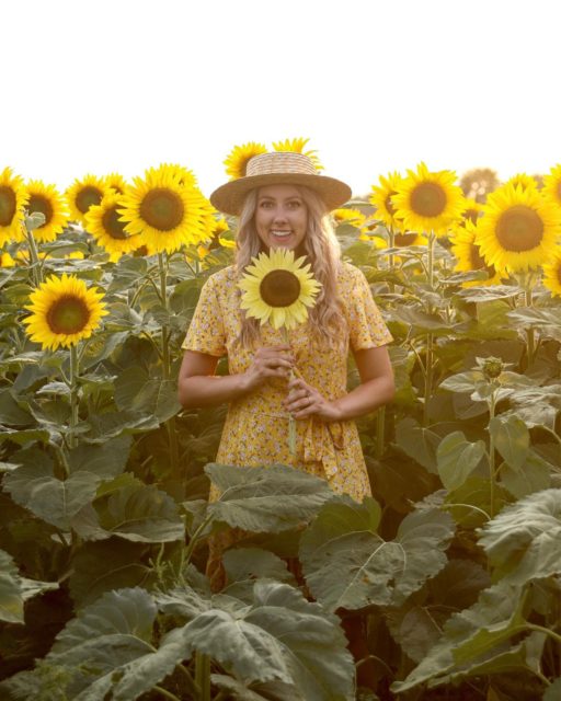 Best Tips for Visiting a Sunflower Field – Sightseeing Señorita