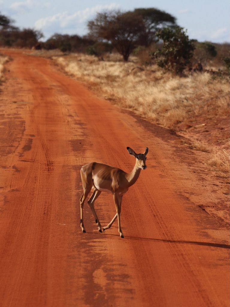 first time safari