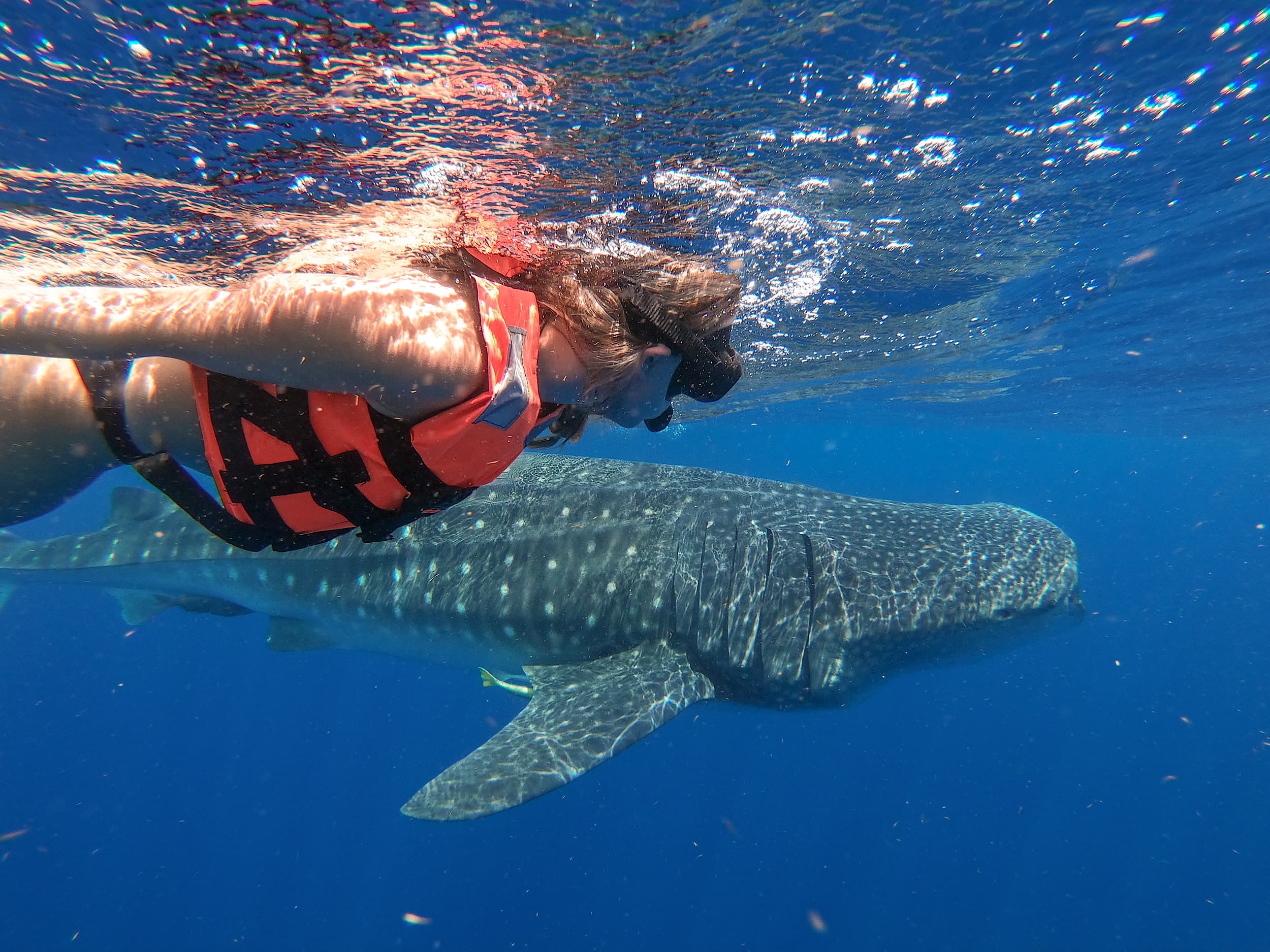 swimming with whale sharks Mexico