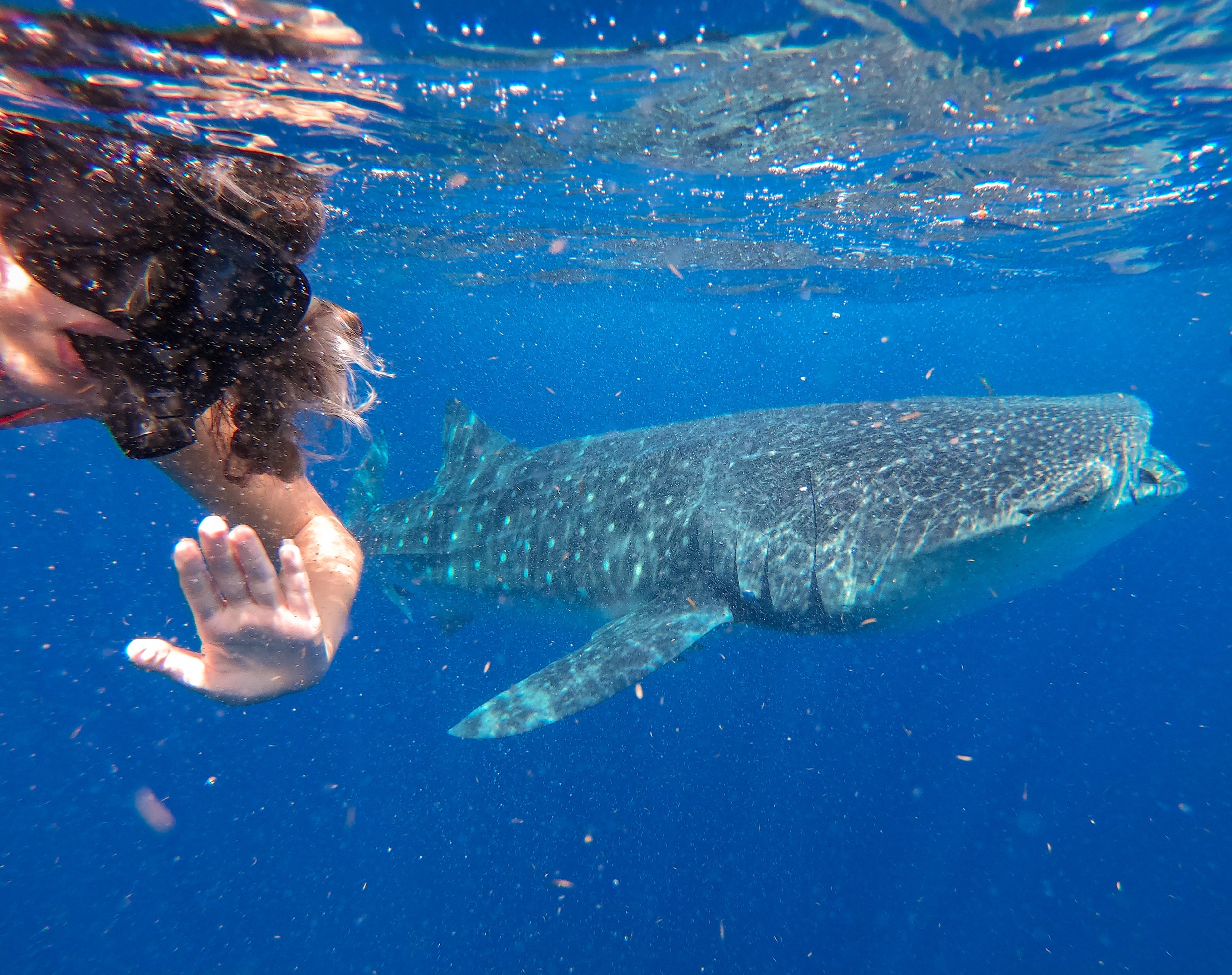 swim with whale sharks Cancun