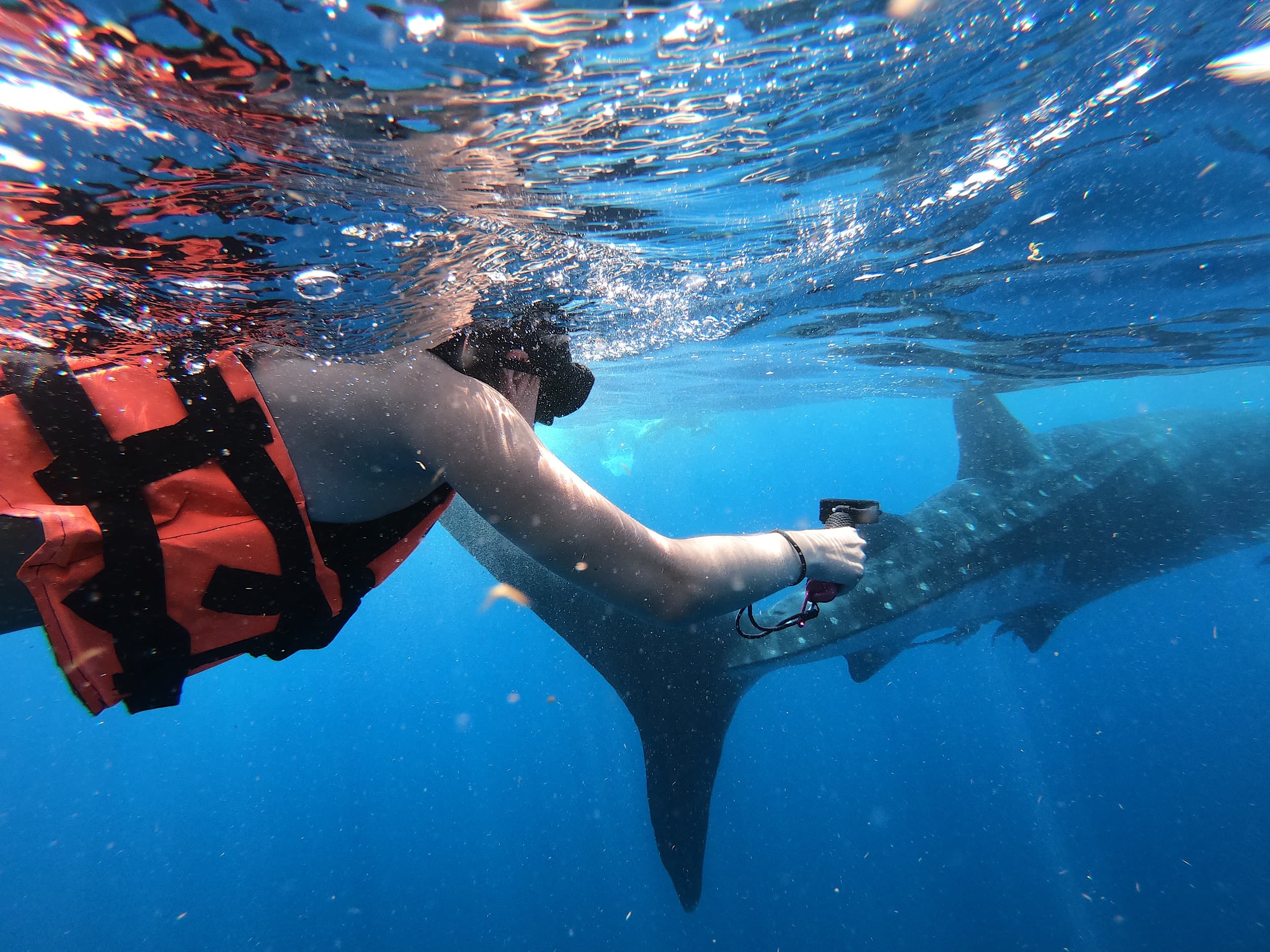 whale sharks la paz