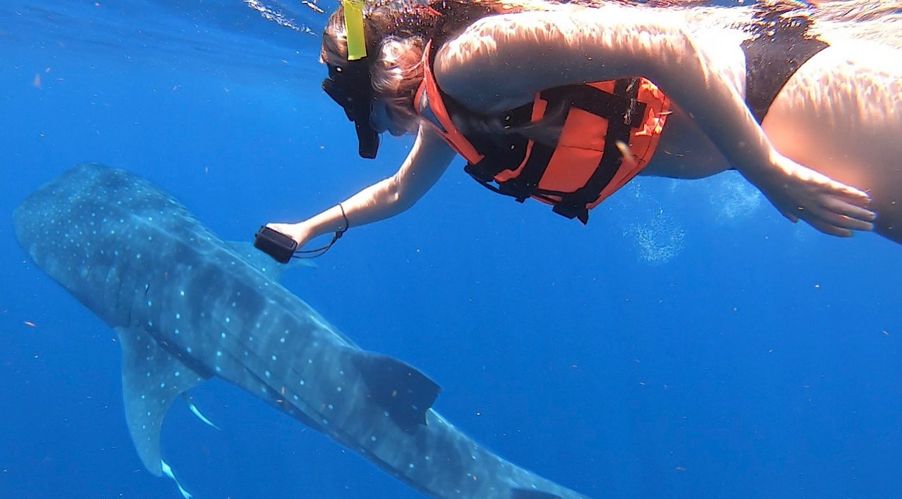 la paz whale shark season