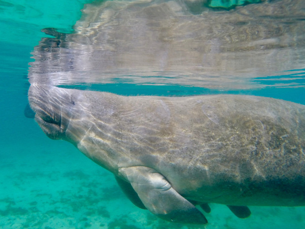 manatees crystal river