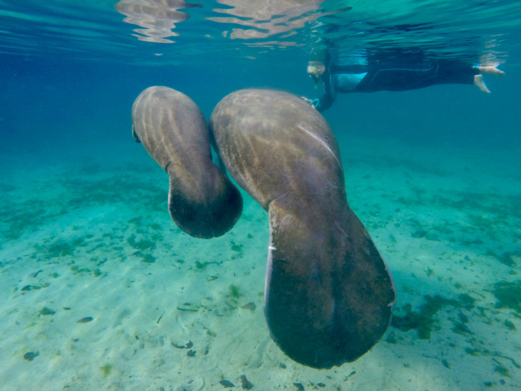 manatees crystal river