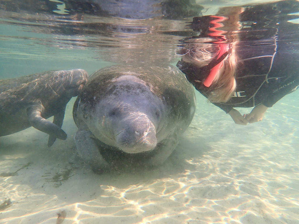 crystal river manatees