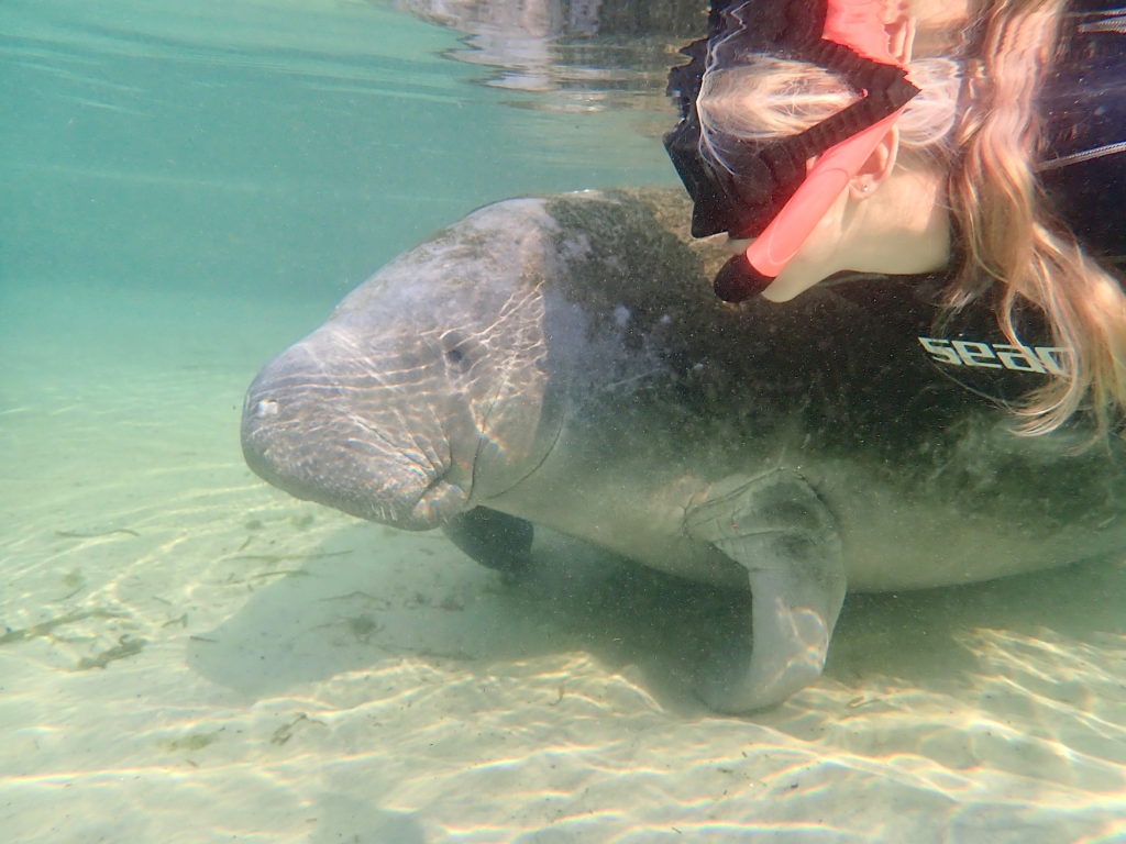 crystal river manatees