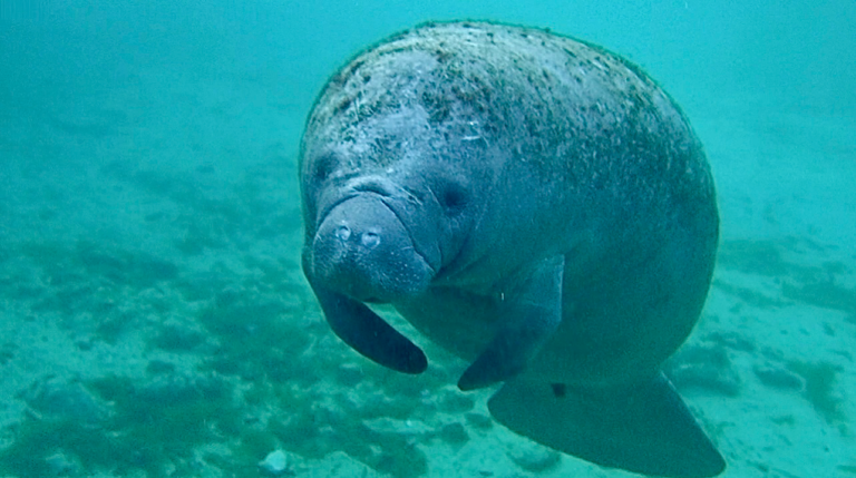 manatees crystal river Florida