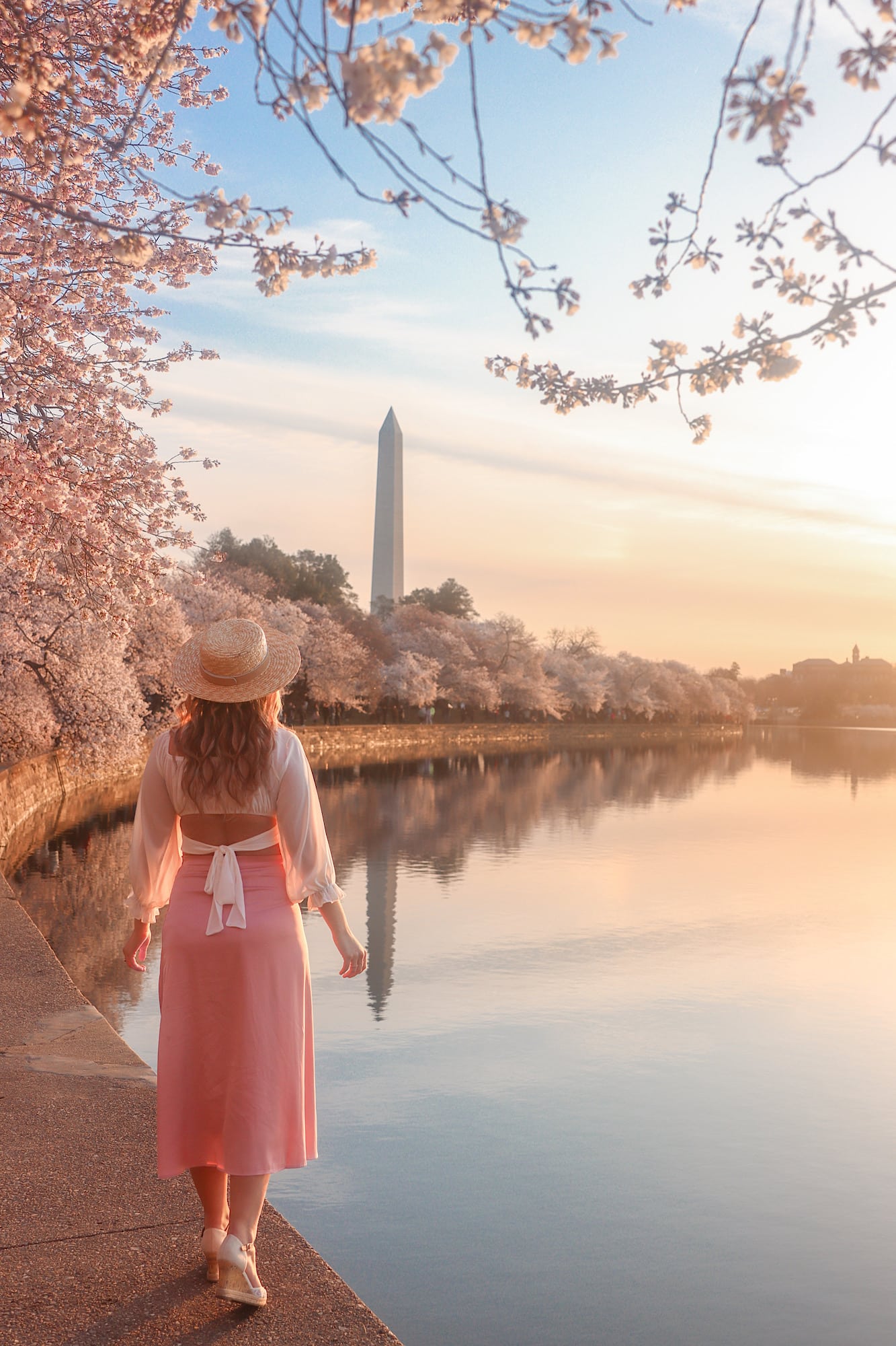 cherry blossoms Washington DC