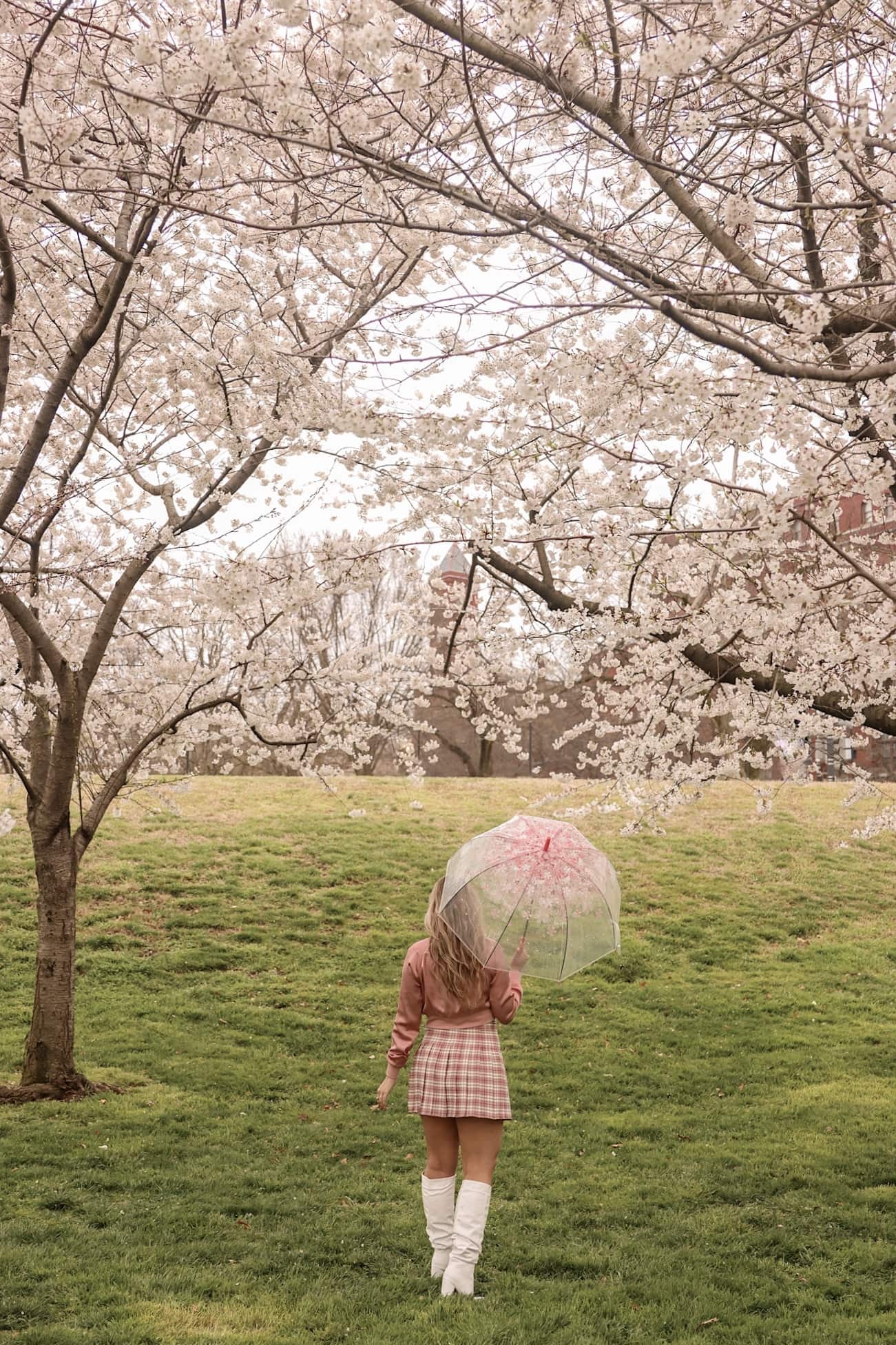 Washington DC cherry blossoms